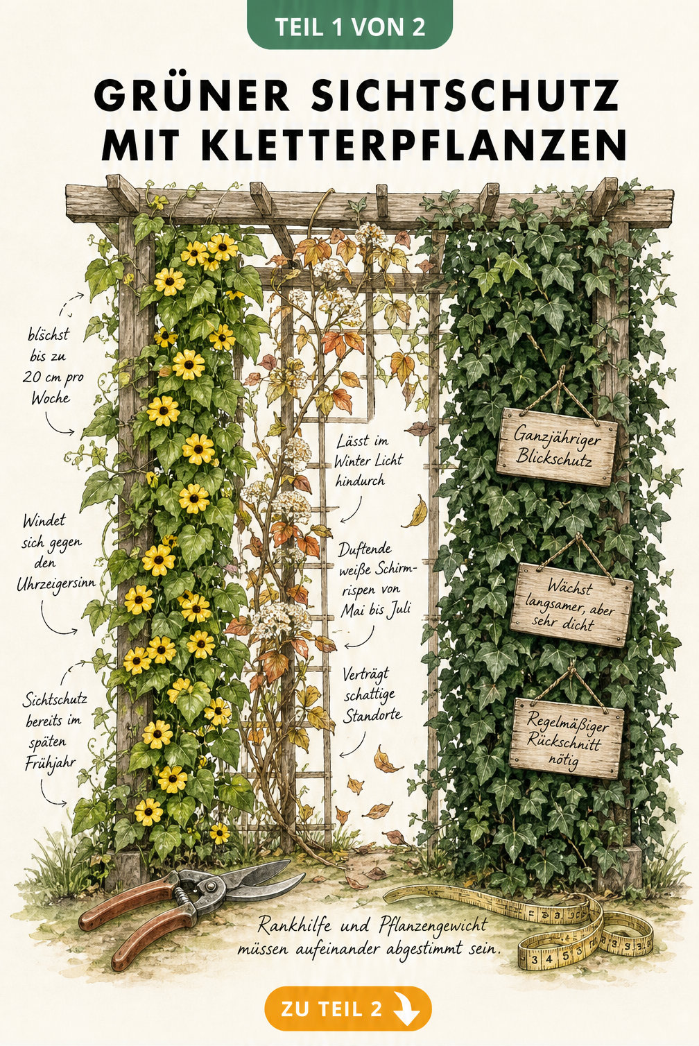 Illustration einer Holzpergola mit Schwarzäugiger Susanne, Kletterhortensie und Efeu als Sichtschutz