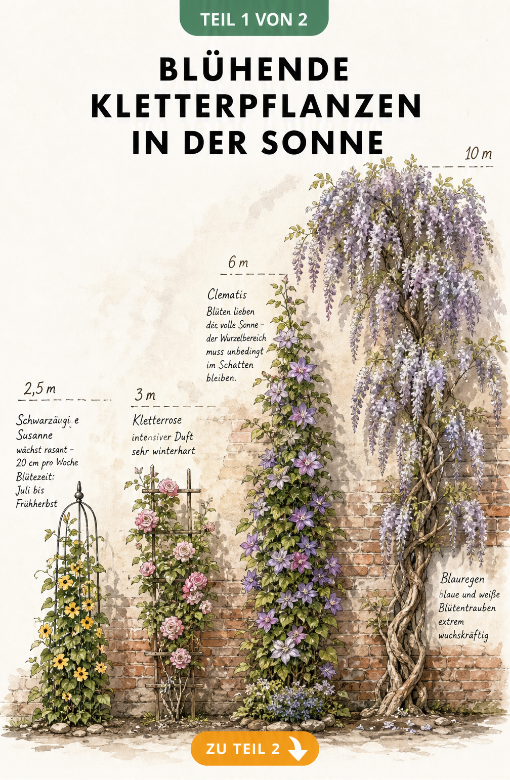 Illustration von vier blühenden Kletterpflanzen an einer sonnigen Backsteinmauer mit Höhenvergleich