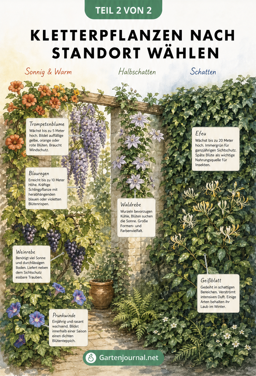 Gartenansicht mit Kletterpflanzen nach Standort: Trompetenblume, Blauregen, Weinrebe und Prunkwinde in der Sonne, Waldrebe im Halbschatten sowie Efeu und...