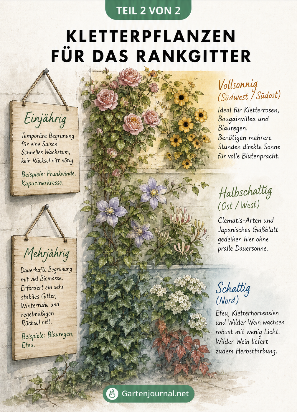 Botanische Illustration von Kletterpflanzen an einer Hauswand in verschiedenen Lichtzonen