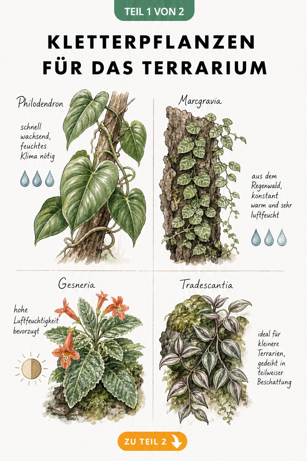 Botanische Illustration von vier Kletterpflanzen für das Terrarium: Philodendron, Marcgravia, Gesneria und Tradescantia mit Pflegehinweisen.