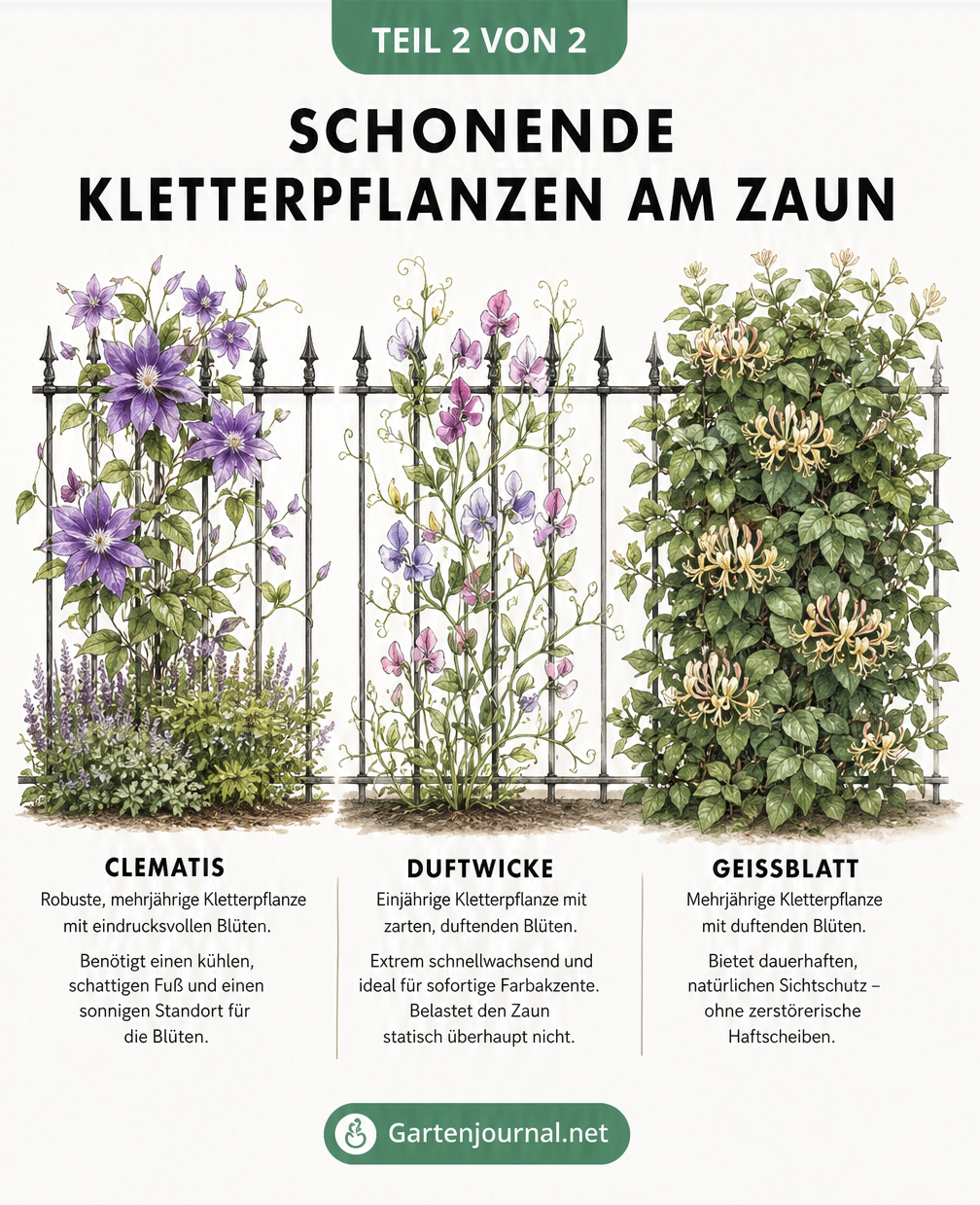 Zeichnung von Clematis, Duftwicke und Geißblatt an einem Metallzaun als schonende Kletterpflanzen