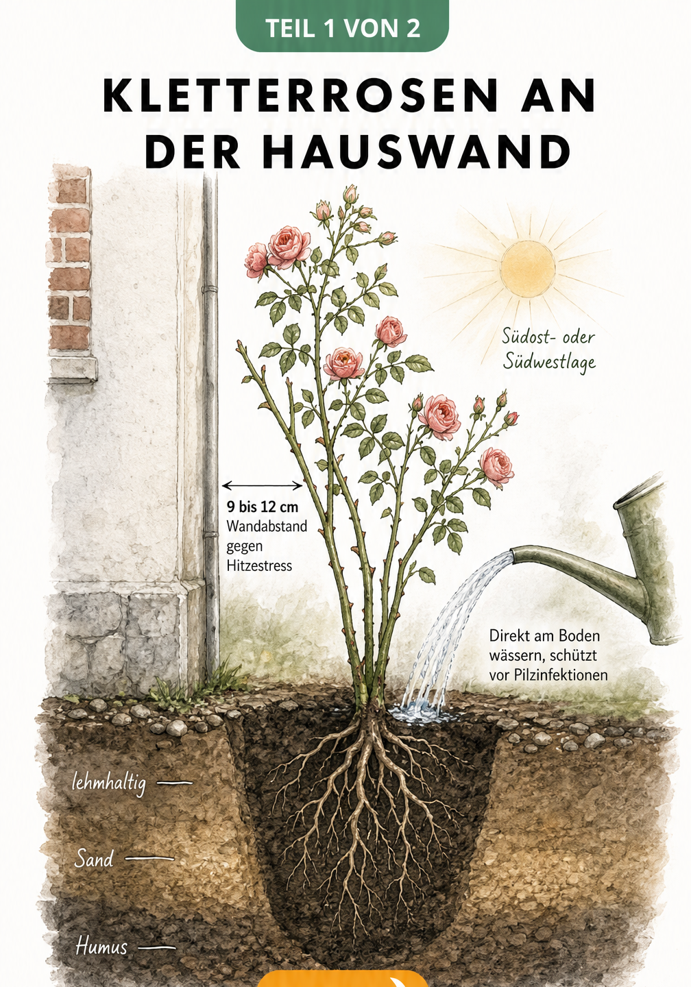 Querschnitt einer Hauswand mit gepflanzter Kletterrose, Wandabstand und Bodenstruktur