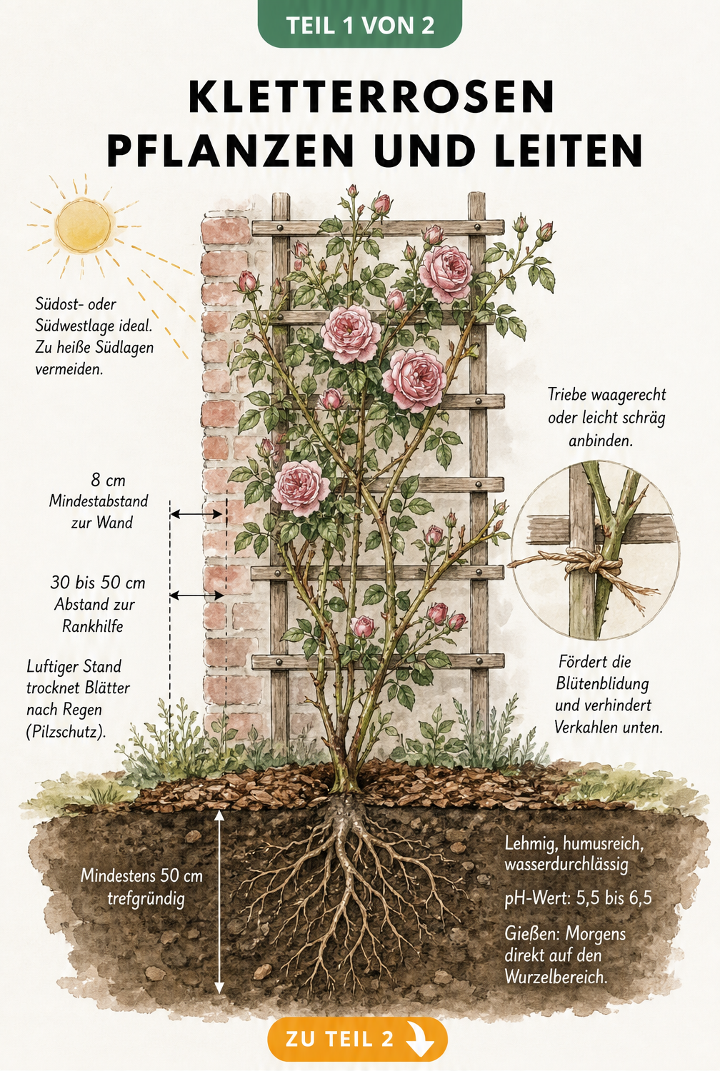 Botanische Illustration einer Kletterrose an einem Holz-Rankgitter mit Wurzelquerschnitt und Pflanzhinweisen