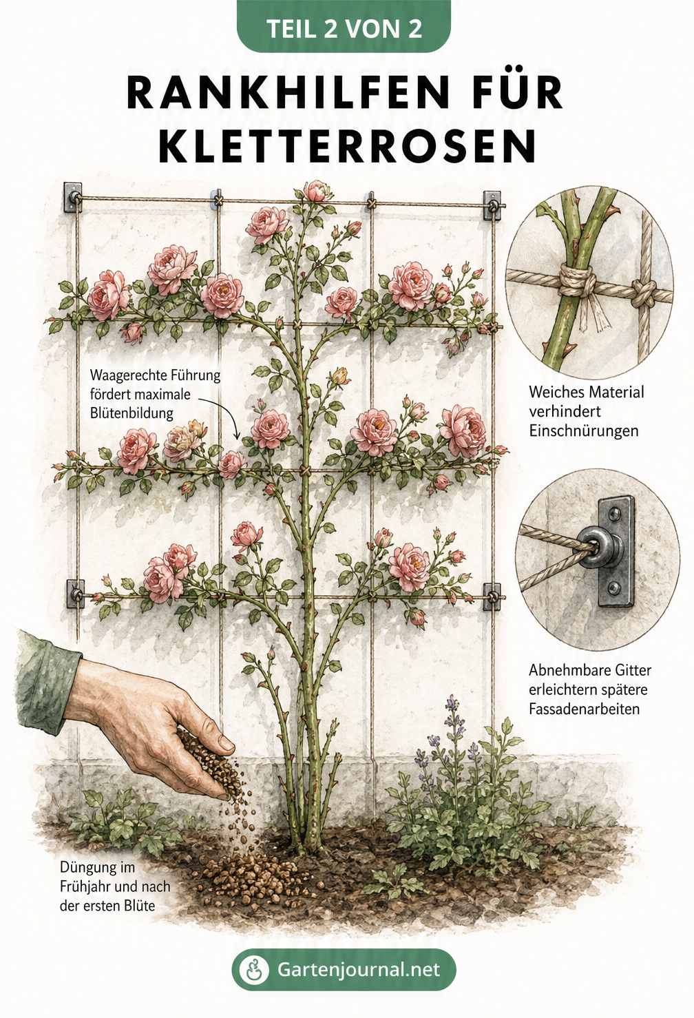 Illustration einer Kletterrose am Spalier mit waagerecht gebundenen Trieben