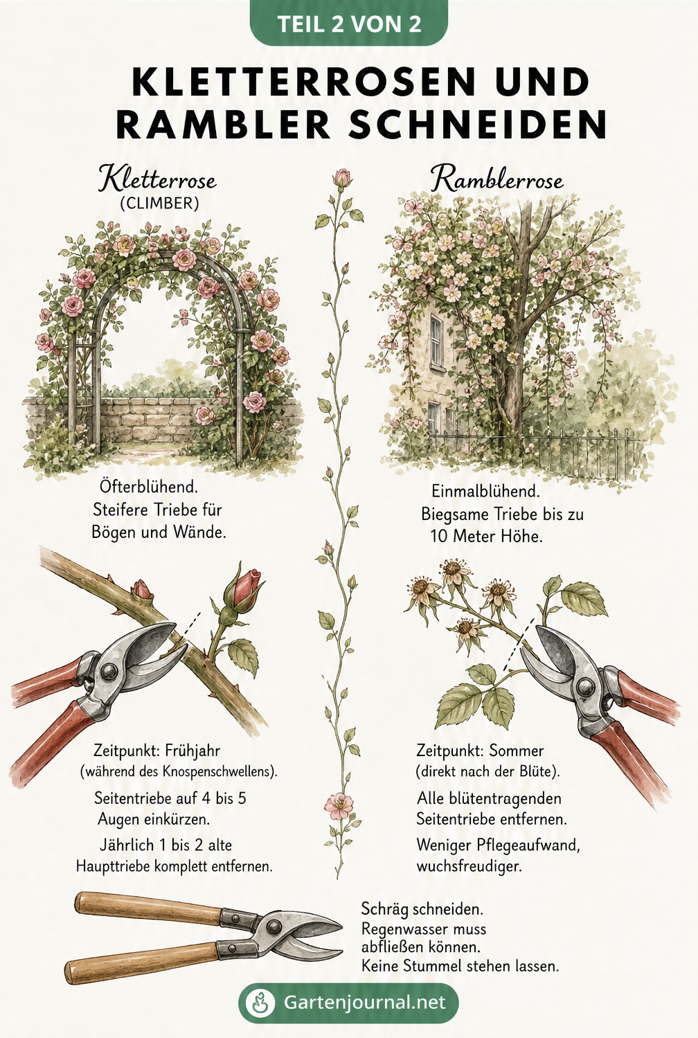 Illustration zum Schnitt von Kletterrosen und Ramblerrosen mit Detailzeichnung einer Rosenschere