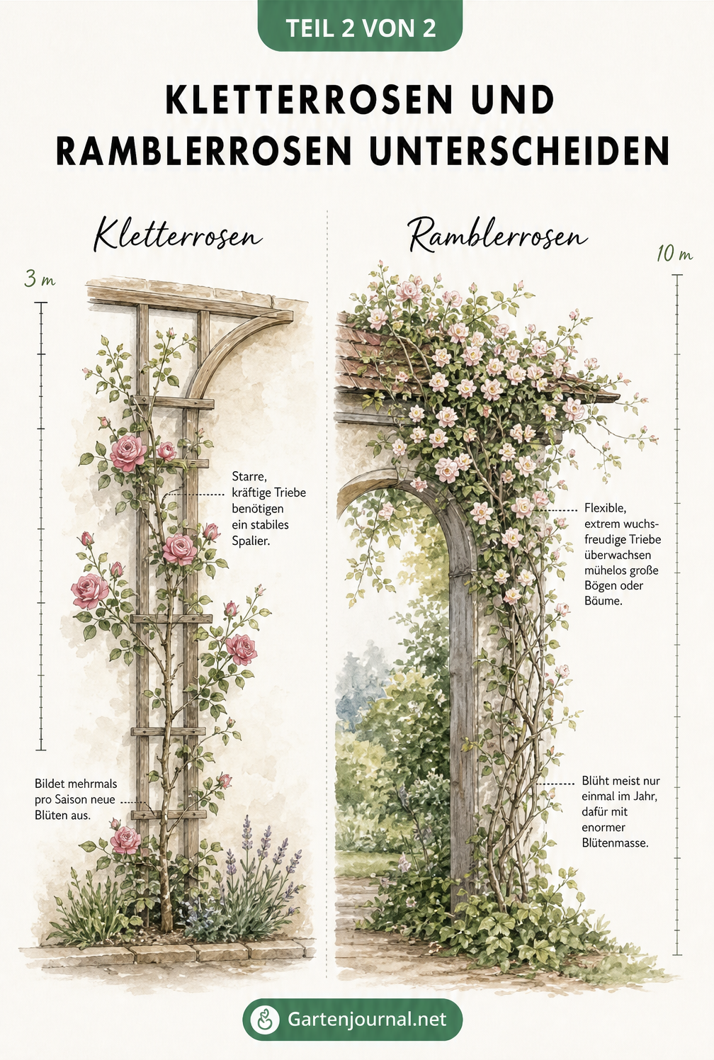 Vergleich von Kletterrose und Ramblerrose an einem Holzbogen: Kletterrose mit starren Trieben bis 3 Meter, Ramblerrose mit flexiblen Trieben bis 10 Meter