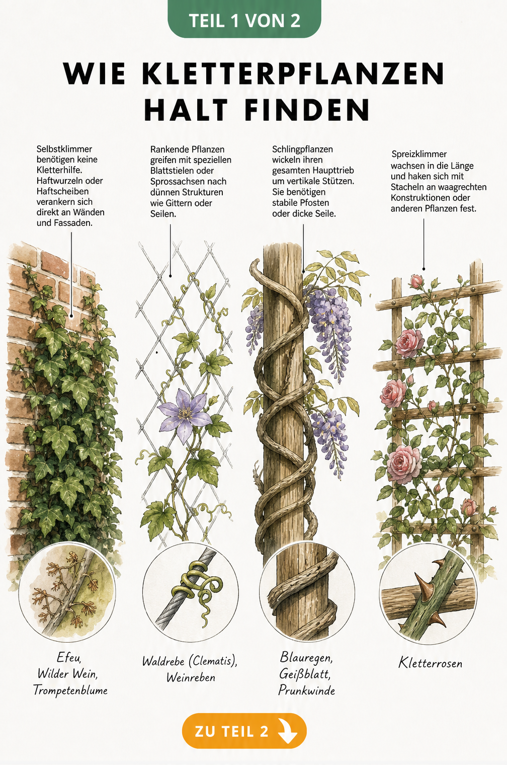 Illustration von vier Klettertechniken bei Pflanzen: Selbstklimmer an Backstein, Rankpflanzen an Drahtseil, Schlingpflanzen an Holzpfosten und Spreizklimmer an...