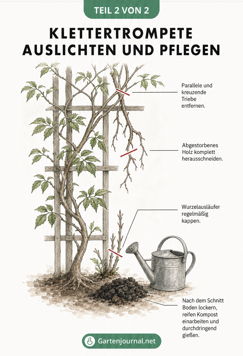 Illustration einer Klettertrompete am Spalier mit Markierungen zum Entfernen von kreuzenden Trieben, Totholz und Wurzelausläufern