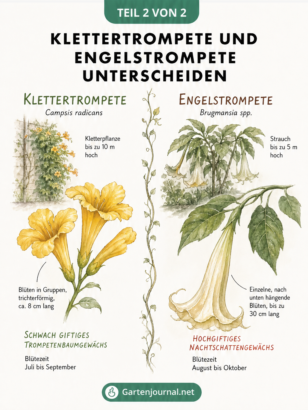 Gegenüberstellung von Klettertrompete und Engelstrompete mit Fokus auf Blütenform, Wuchshöhe und Giftigkeit