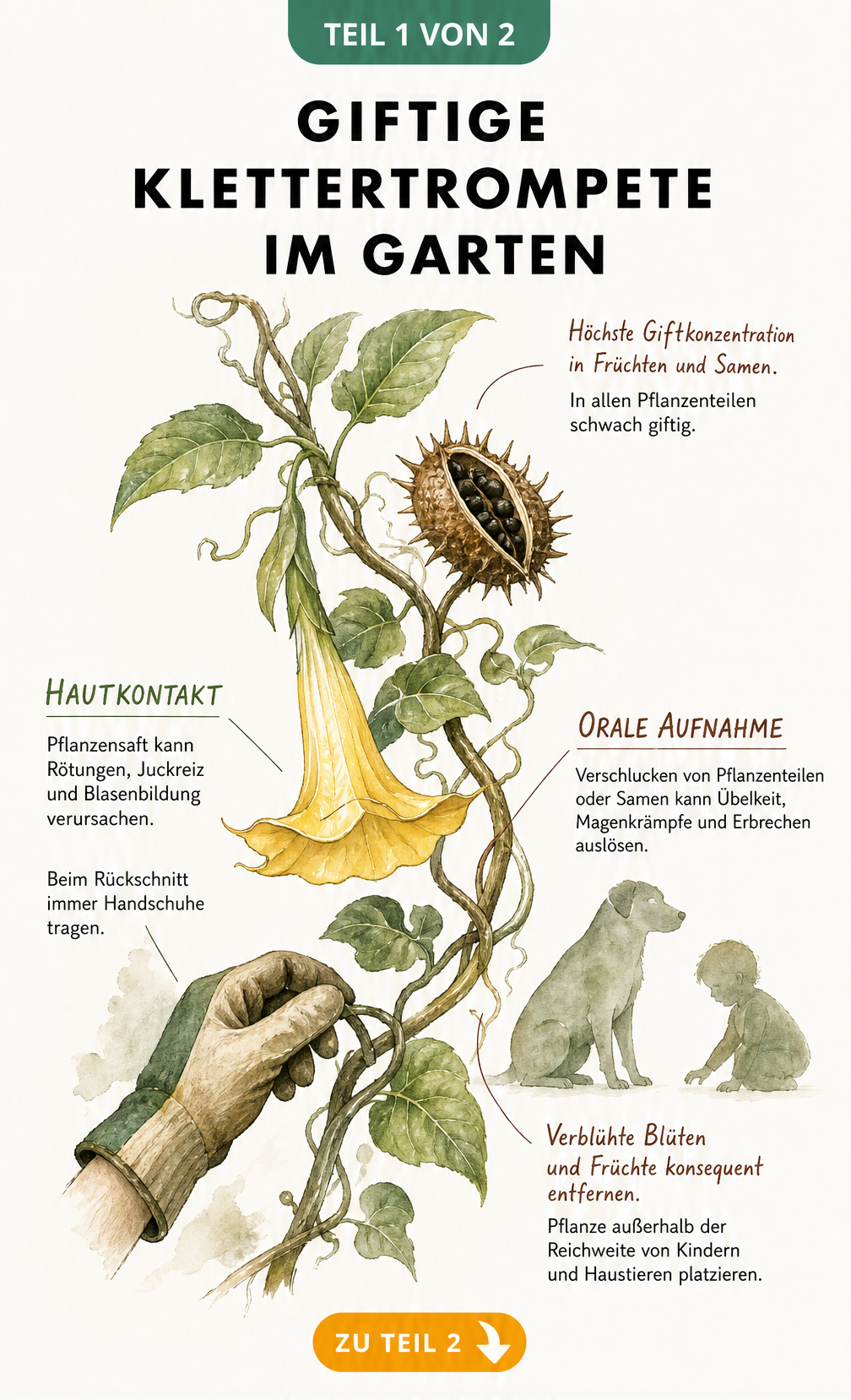 Botanische Illustration einer Klettertrompete mit Hinweisen zu giftigen Pflanzenteilen und Symptomen bei Hautkontakt oder Verzehr