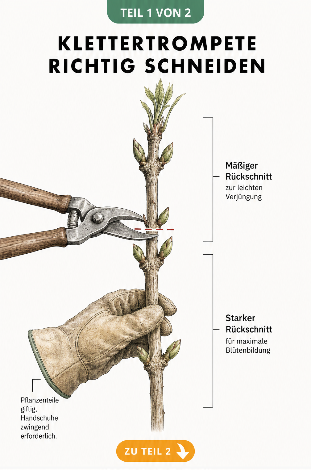 Botanische Illustration eines Klettertrompeten-Triebes mit Markierungen für starken und mäßigen Rückschnitt sowie Hinweis auf Handschuhe