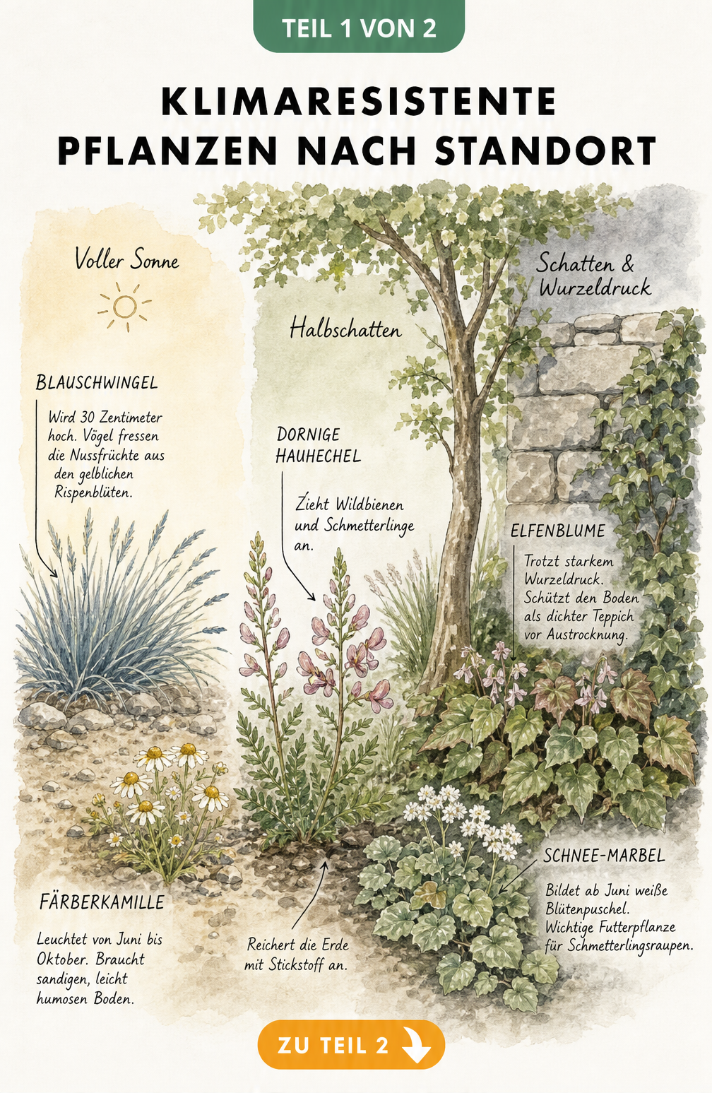 Illustration eines Gartens im Querschnitt mit klimaresistenten Pflanzen wie Blauschwingel, Färberkamille, Dornige Hauhechel, Elfenblume und Schnee-Marbel in...