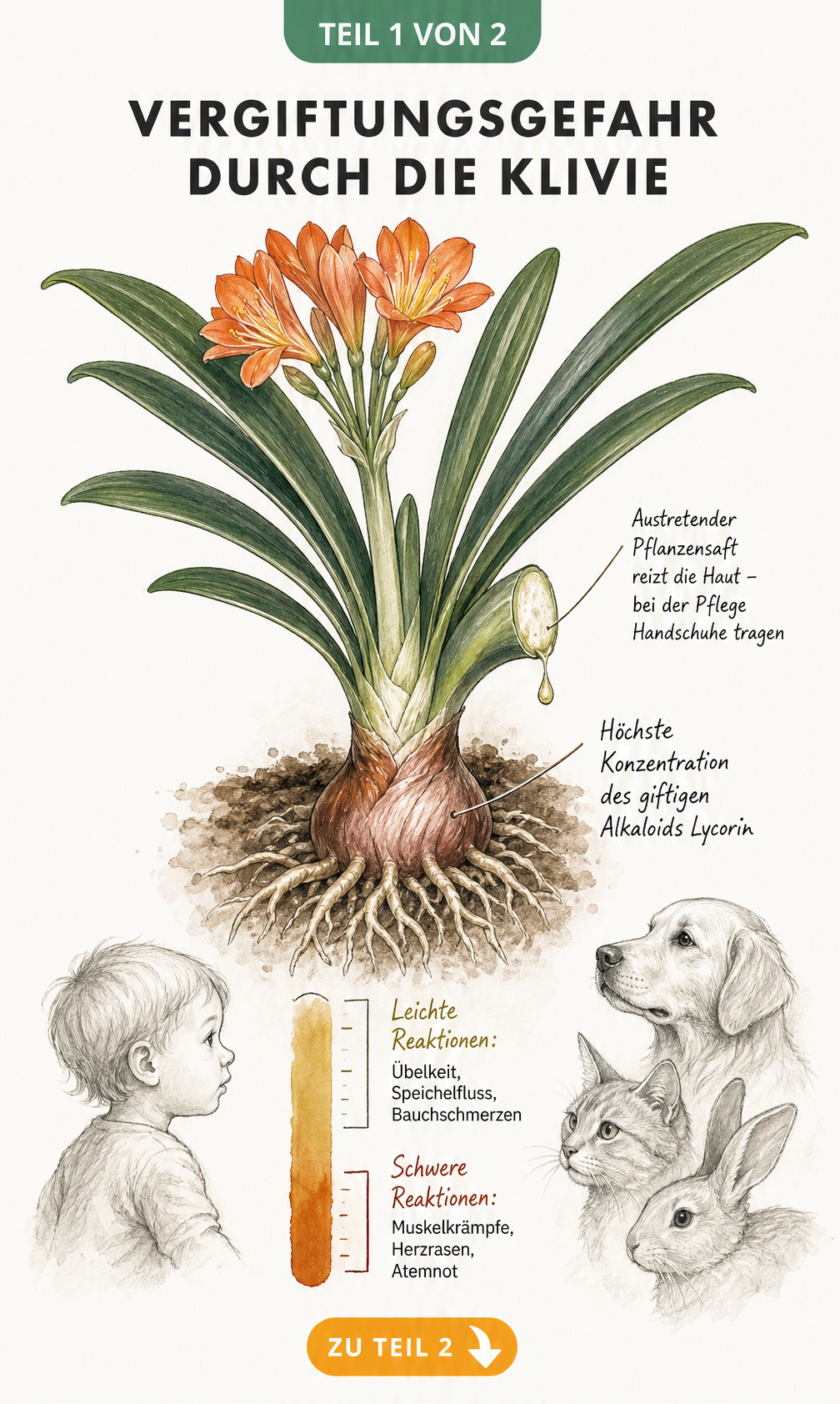Botanische Illustration einer Klivie im Querschnitt mit Zwiebel und Wurzeln, die den Giftstoff Lycorin enthalten, sowie Skalen zu Vergiftungssymptomen bei...