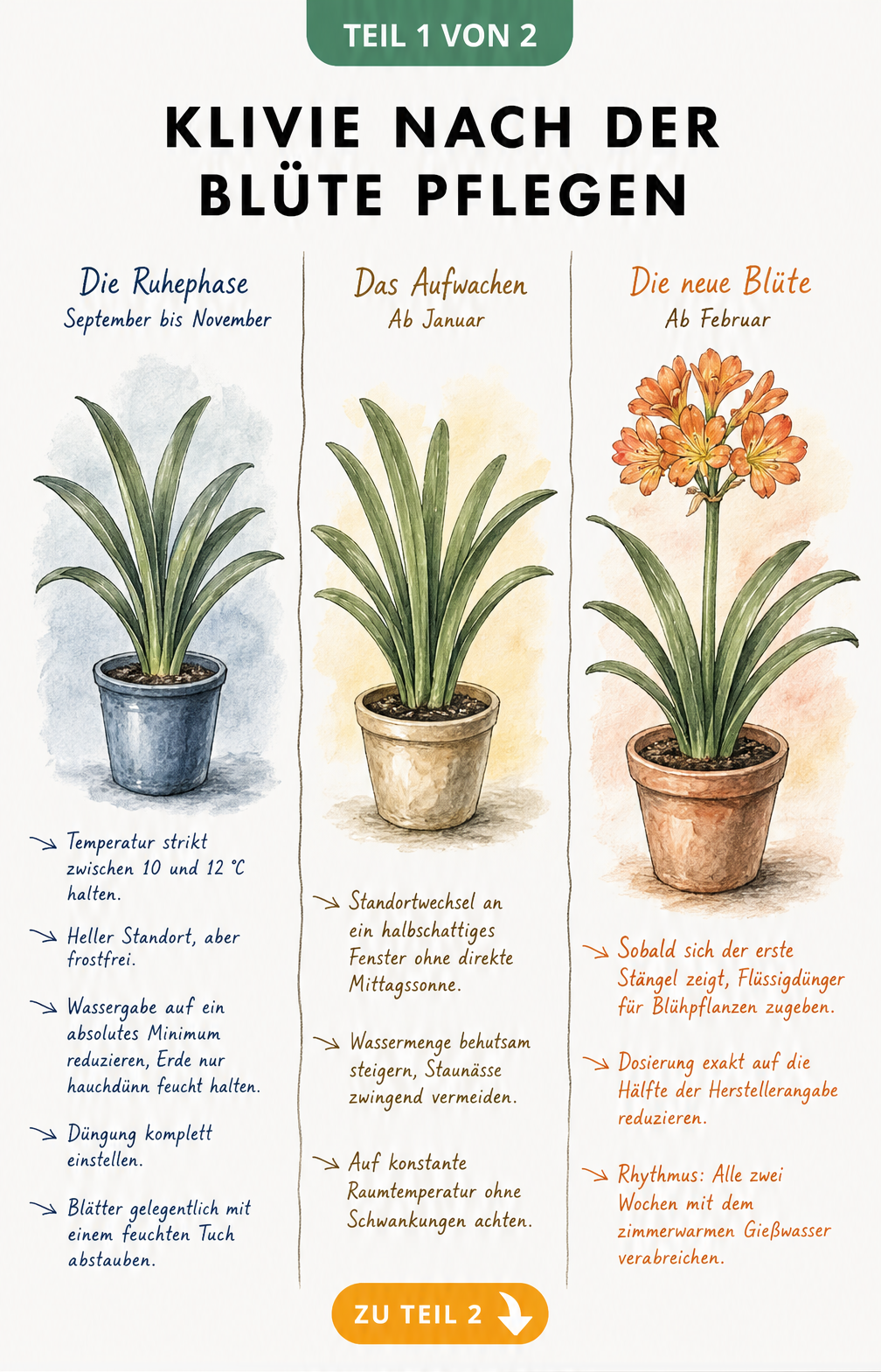 Dreigeteilte botanische Illustration der Klivie in der Ruhephase, beim Aufwachen und bei der neuen Blüte mit Pflegehinweisen