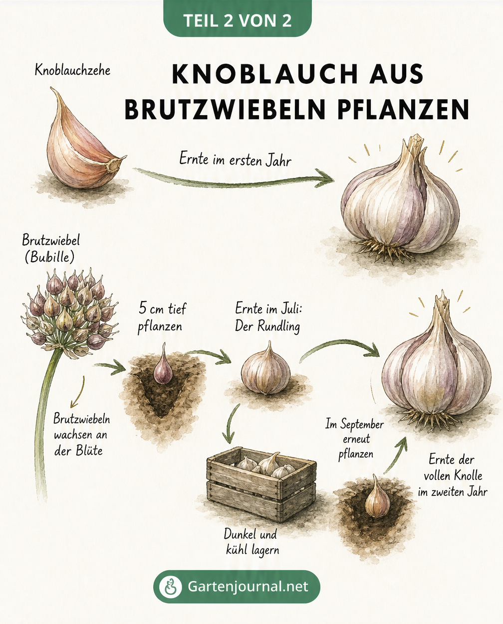 Zeitstrahl-Illustration, die den Unterschied im Anbau zwischen einer Knoblauchzehe (ein Jahr) und einer Brutzwiebel (zwei Jahre) zeigt.