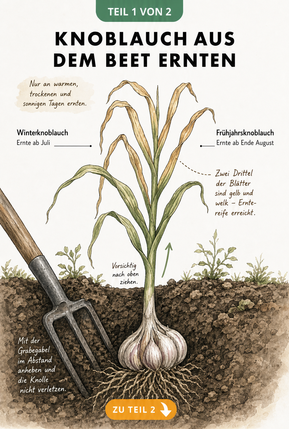Botanische Querschnitt-Illustration einer Knoblauchpflanze im Erdreich, die den Reifegrad anhand gelblich verfärbter Blätter und die Ernte mit der Grabegabel...