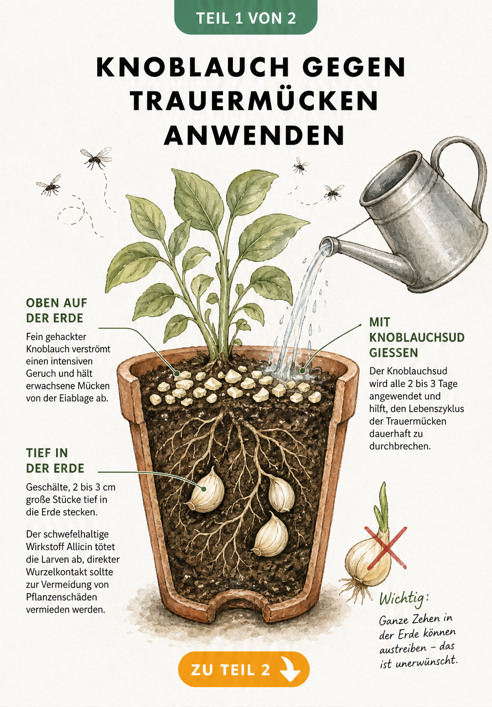 Schnittzeichnung eines Blumentopfs mit Knoblauchstücken auf der Erde und im Wurzelbereich gegen Trauermücken