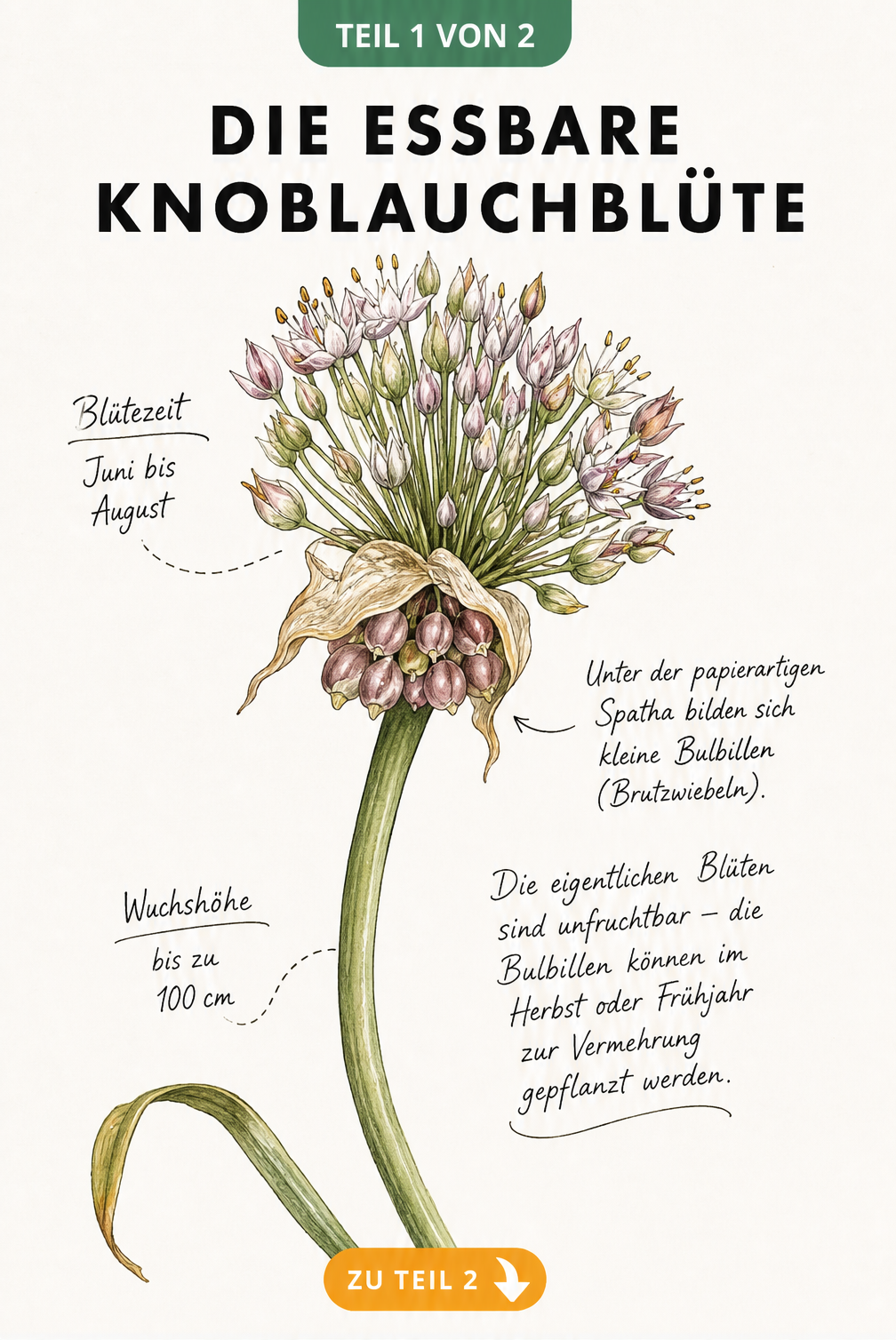 Botanische Illustration einer Knoblauchblüte mit Spatha und Bulbillen