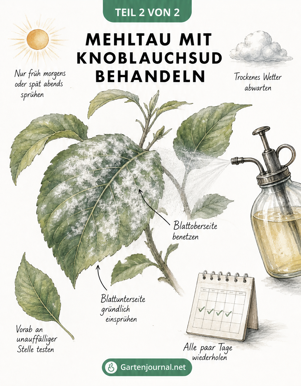 Botanische Illustration zur Anwendung von Knoblauchsud auf einem mit Mehltau befallenen Blatt