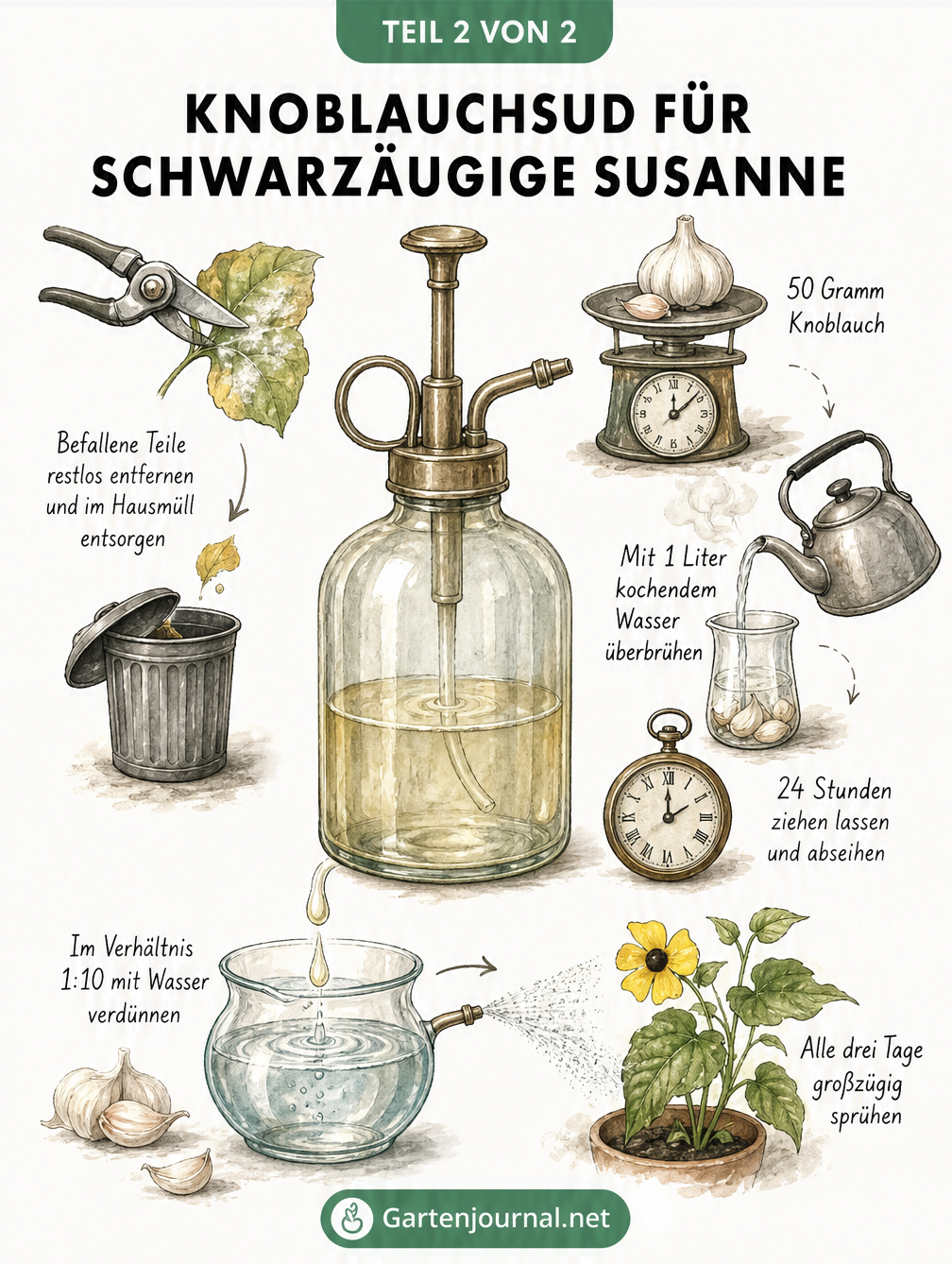 Rezept für Knoblauchsud gegen Mehltau: 50 Gramm Knoblauch mit 1 Liter kochendem Wasser überbrühen, 24 Stunden ziehen lassen und 1:10 verdünnt sprühen.
