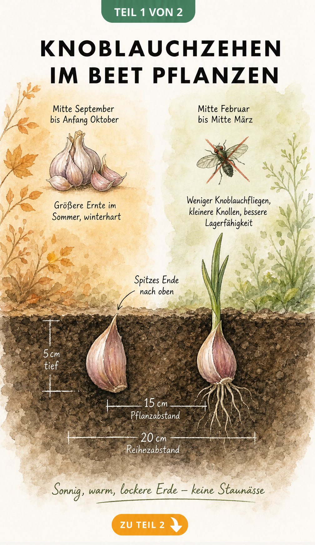 Illustration eines Gartenbeets im Querschnitt mit zwei Knoblauchzehen, Pflanztiefe und Abständen sowie den Pflanzzeiten im Herbst und Frühling.