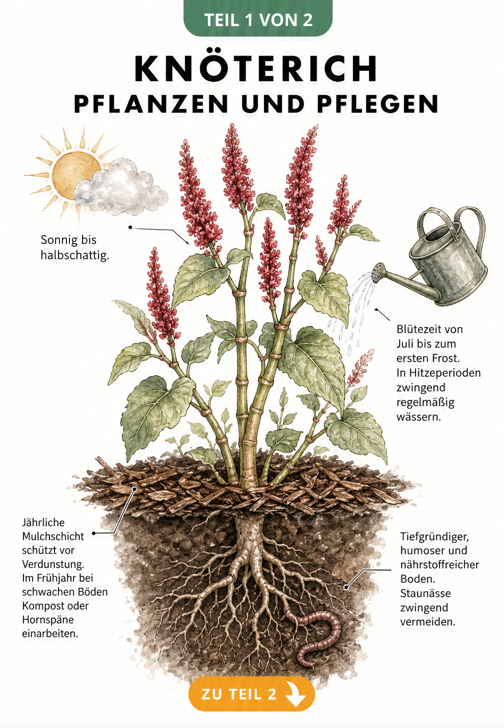 Botanische Illustration eines blühenden Kerzenknöterichs im Querschnitt mit Hinweisen zu Standort, Boden, Wasserbedarf und Mulchschicht.
