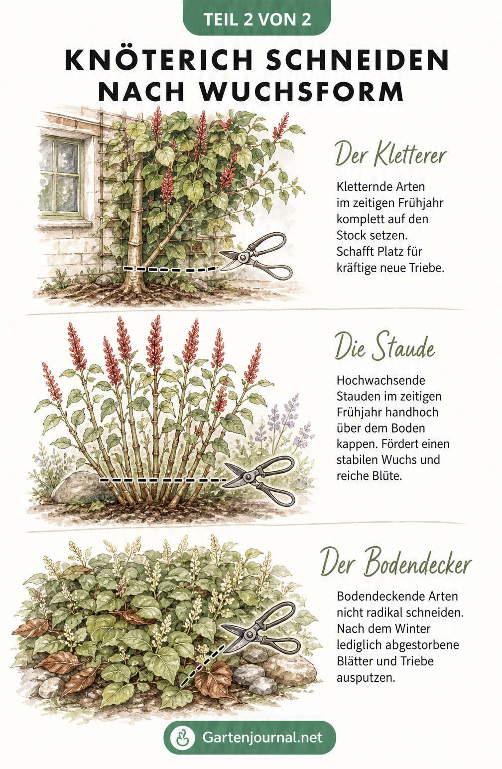 Illustration von drei Wuchsformen des Knöterichs (Kletterer, Staude, Bodendecker) mit Markierungen für den richtigen Rückschnitt.