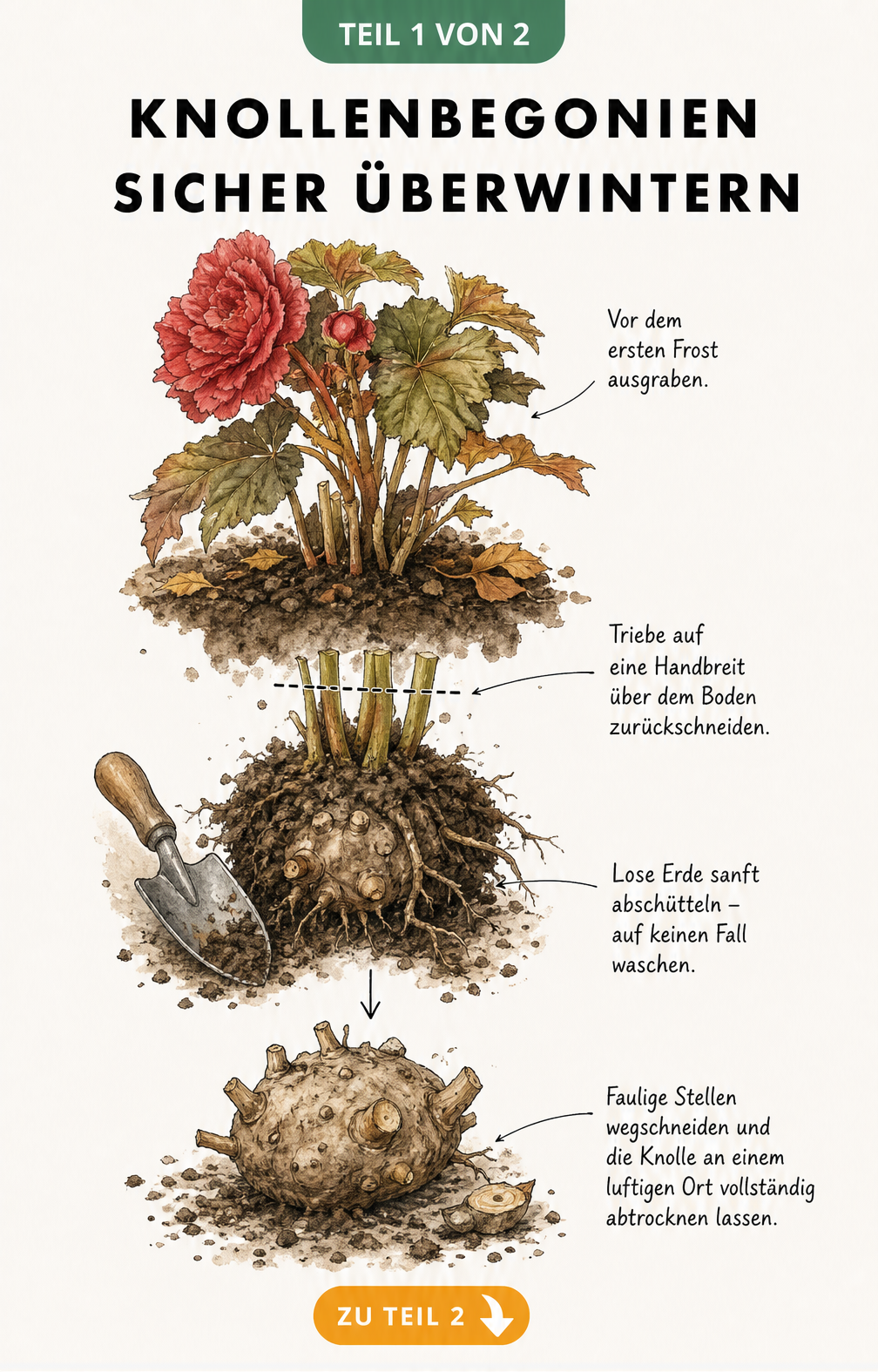 Illustration der Schritte zum Ausgraben und Säubern von Knollenbegonien vor dem Winter