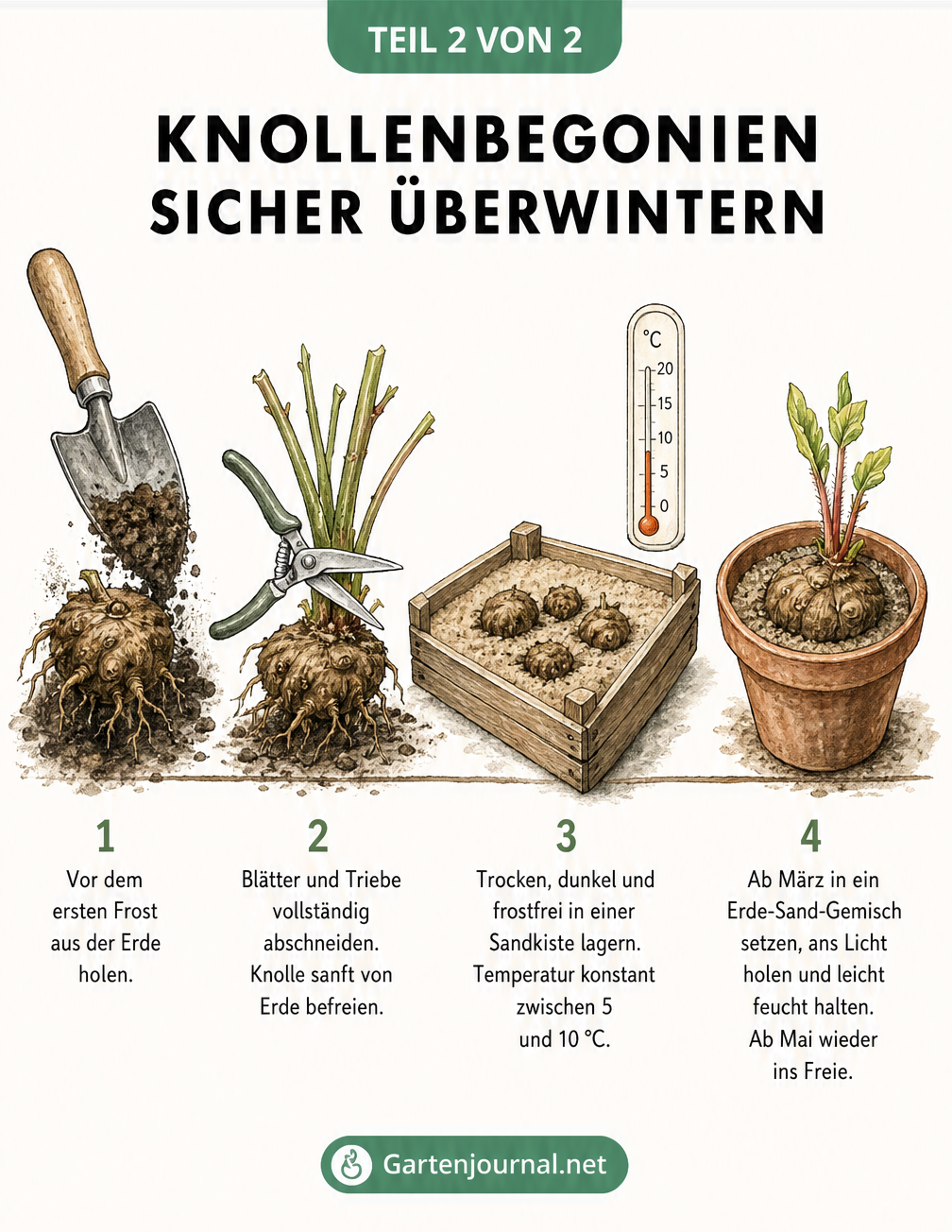 Zeitstrahl zur Überwinterung von Knollenbegonien: Vom Ausgraben vor dem Frost über das Abschneiden der Triebe und die Lagerung in einer Sandkiste bis zum...