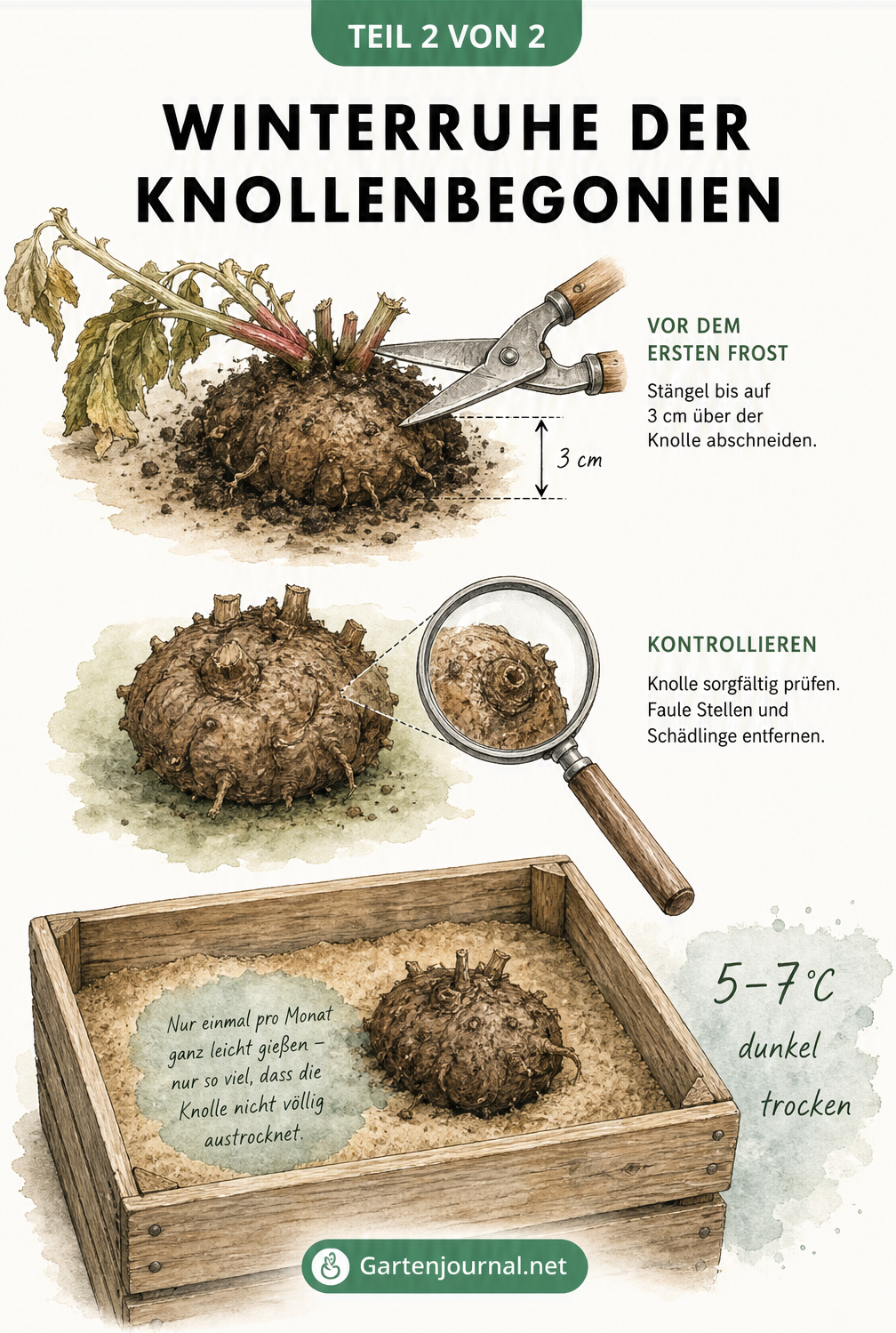 Illustration der Winterruhe von Knollenbegonien: Rückschnitt vor dem Frost, Kontrolle auf Schädlinge und Lagerung in einer mit Sand gefüllten Holzkiste.