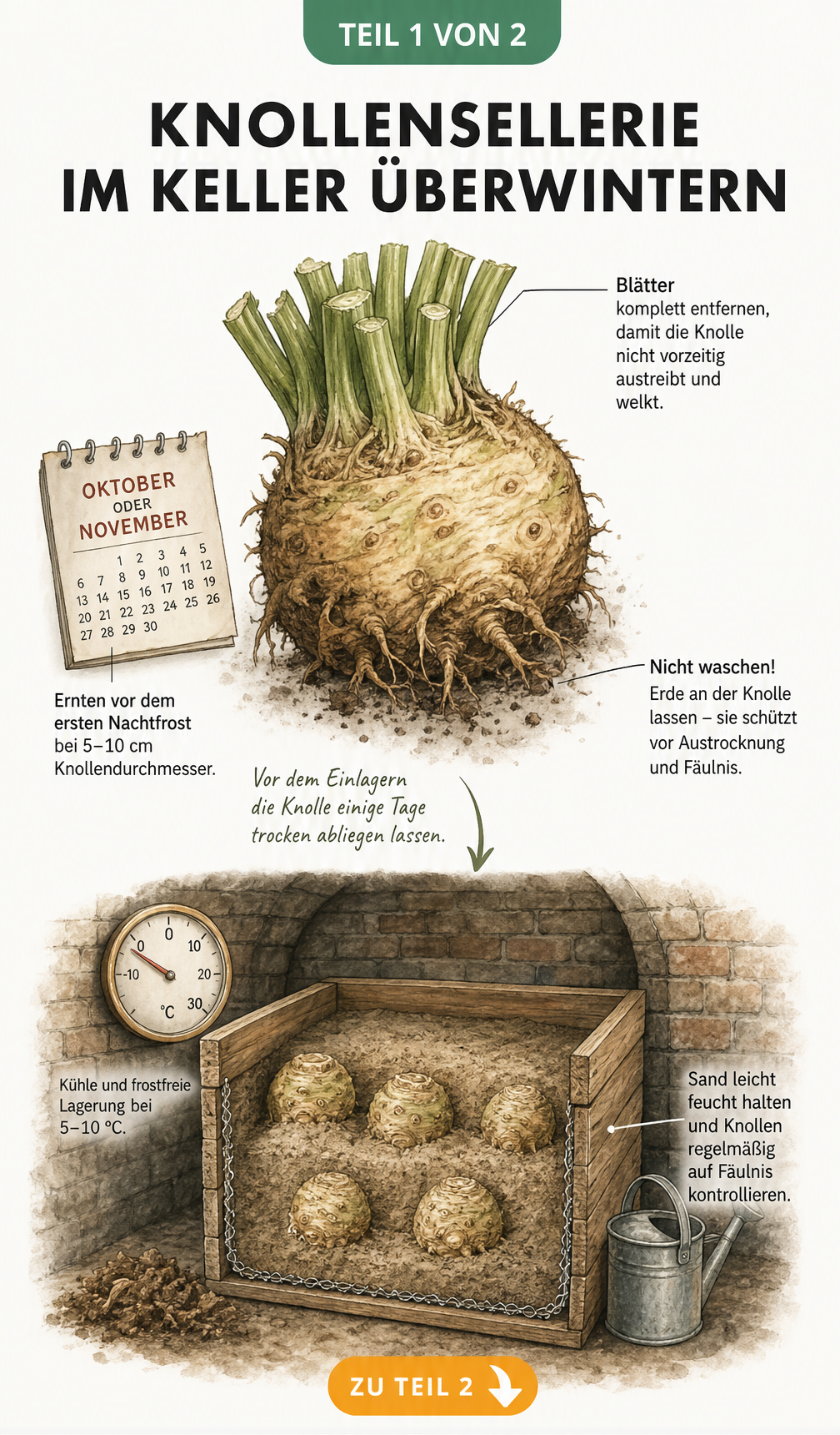 Illustration zur Vorbereitung und Lagerung von Knollensellerie im Keller in einer Kiste mit feuchtem Sand