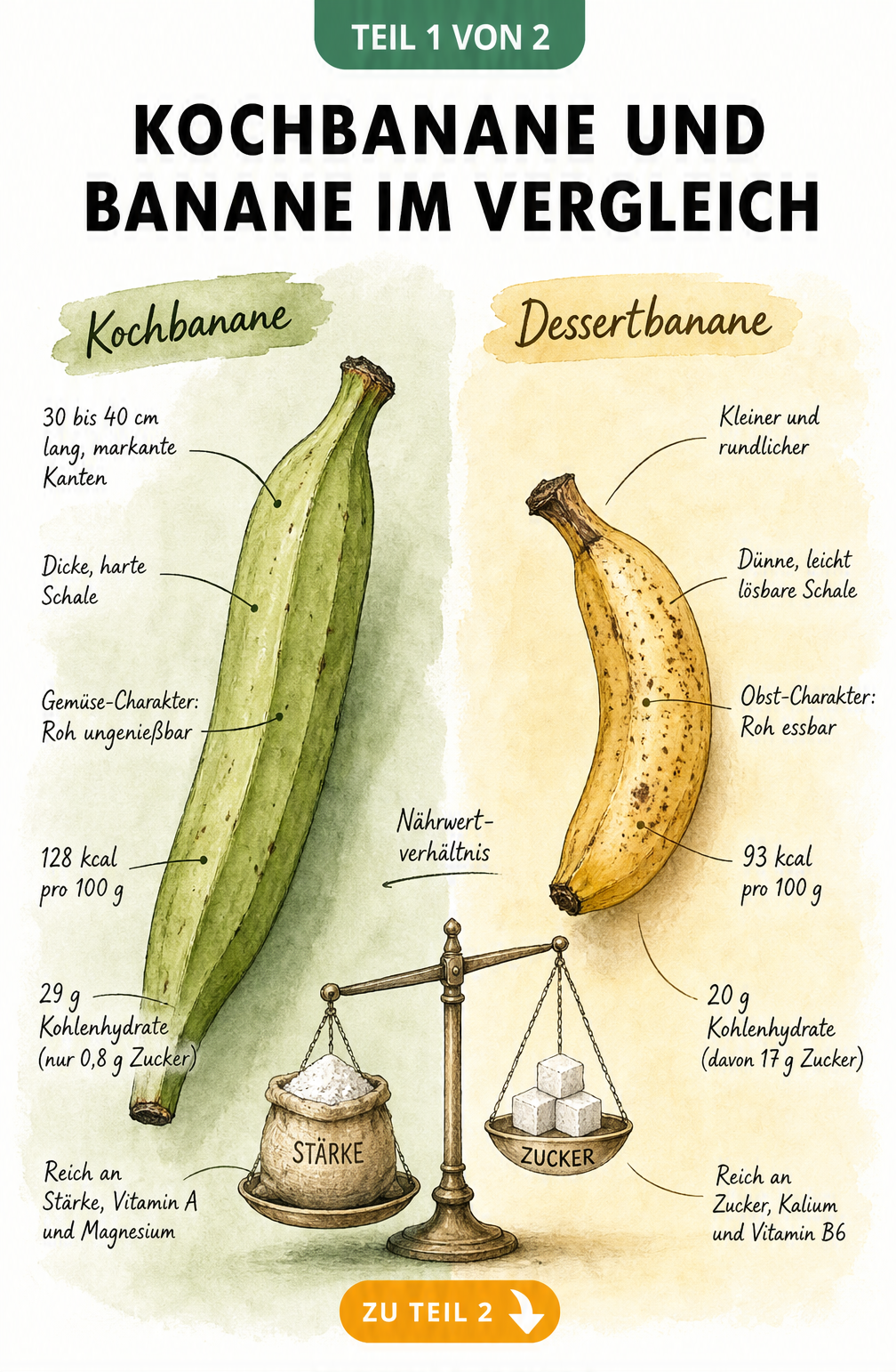 Vergleich von Kochbanane und Dessertbanane mit Nährwerten und Eigenschaften