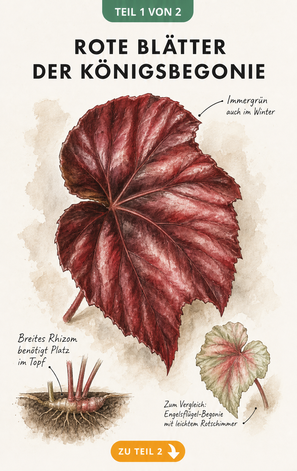 Illustration eines roten Blattes der Königsbegonie Sorte Red Heart mit Wurzelquerschnitt