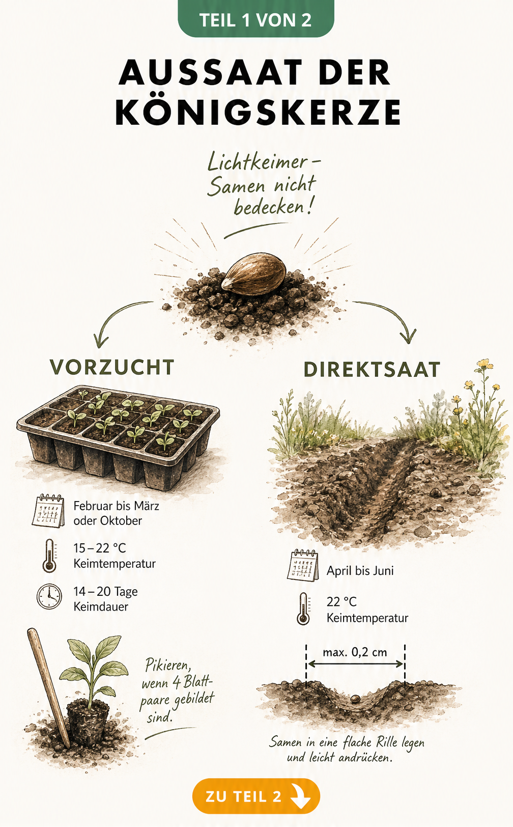 Illustration zur Aussaat der Königskerze mit Details zu Vorzucht und Direktsaat sowie dem Hinweis Lichtkeimer