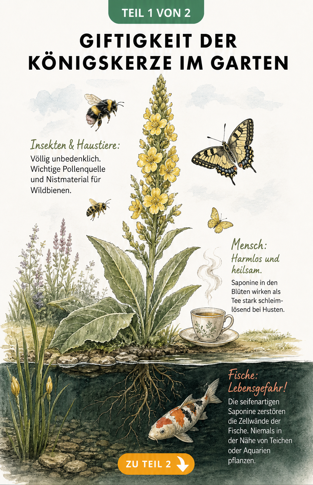 Botanische Illustration der Königskerze, die ihre Unbedenklichkeit für Insekten und Menschen sowie die Gefahr für Fische durch Saponine zeigt.