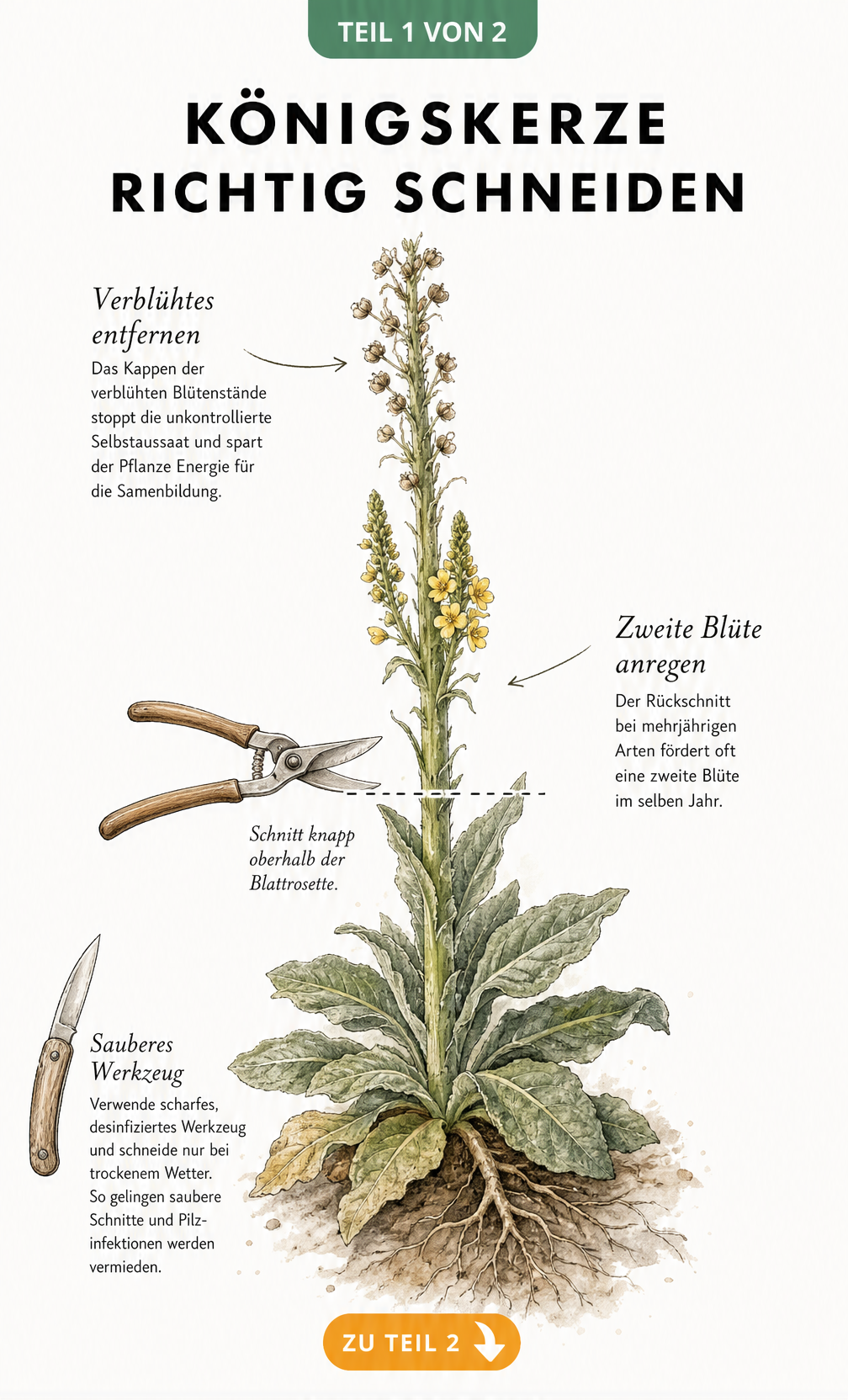 Botanische Illustration einer Königskerze, die zeigt, wie man sie knapp oberhalb der Blattrosette mit einer sauberen Gartenschere abschneidet.