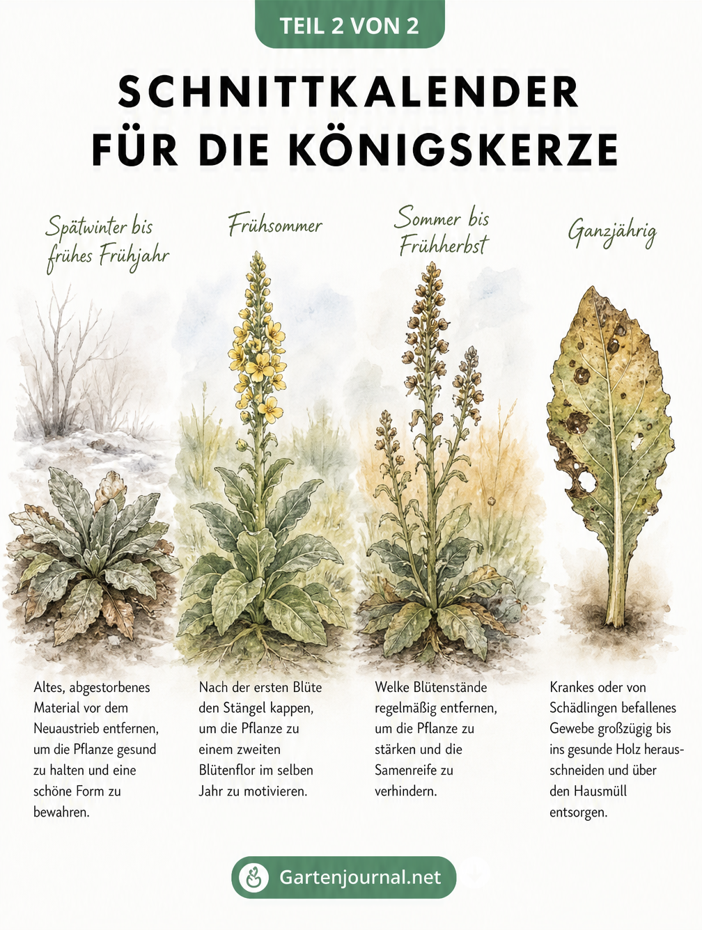 Aquarell-Schnittkalender für die Königskerze, der die Pflegemaßnahmen vom Spätwinter bis zum Herbst im Jahresverlauf darstellt.