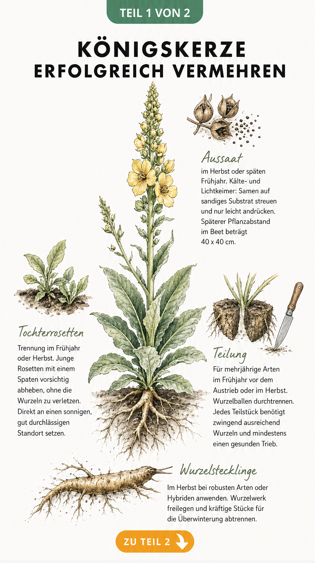 Botanische Illustration einer Königskerze mit den vier Vermehrungsmethoden: Aussaat, Tochterrosetten, Teilung und Wurzelstecklinge