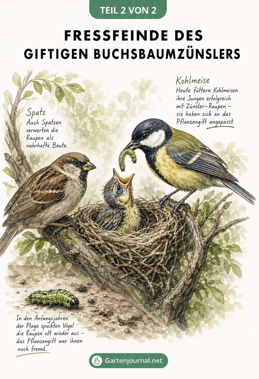 Illustration einer Kohlmeise, die eine Buchsbaumzünsler-Raupe an ihren Nachwuchs verfüttert