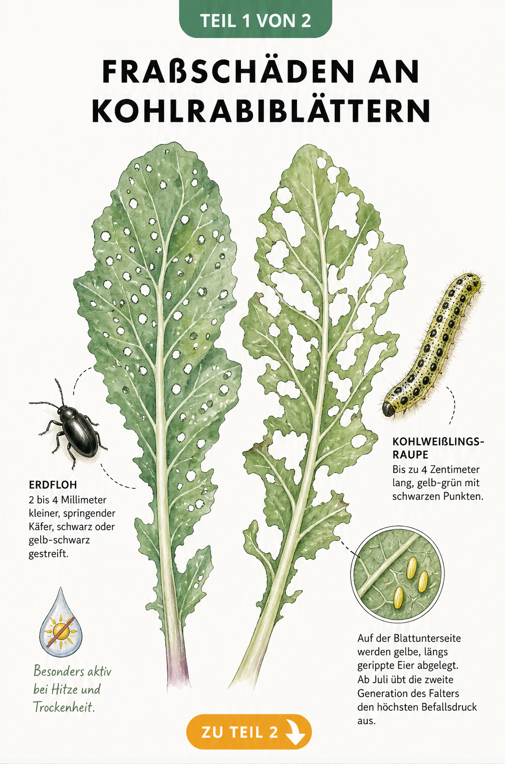 Illustration von Kohlrabiblättern mit typischen Fraßschäden durch Erdfloh und Kohlweißling