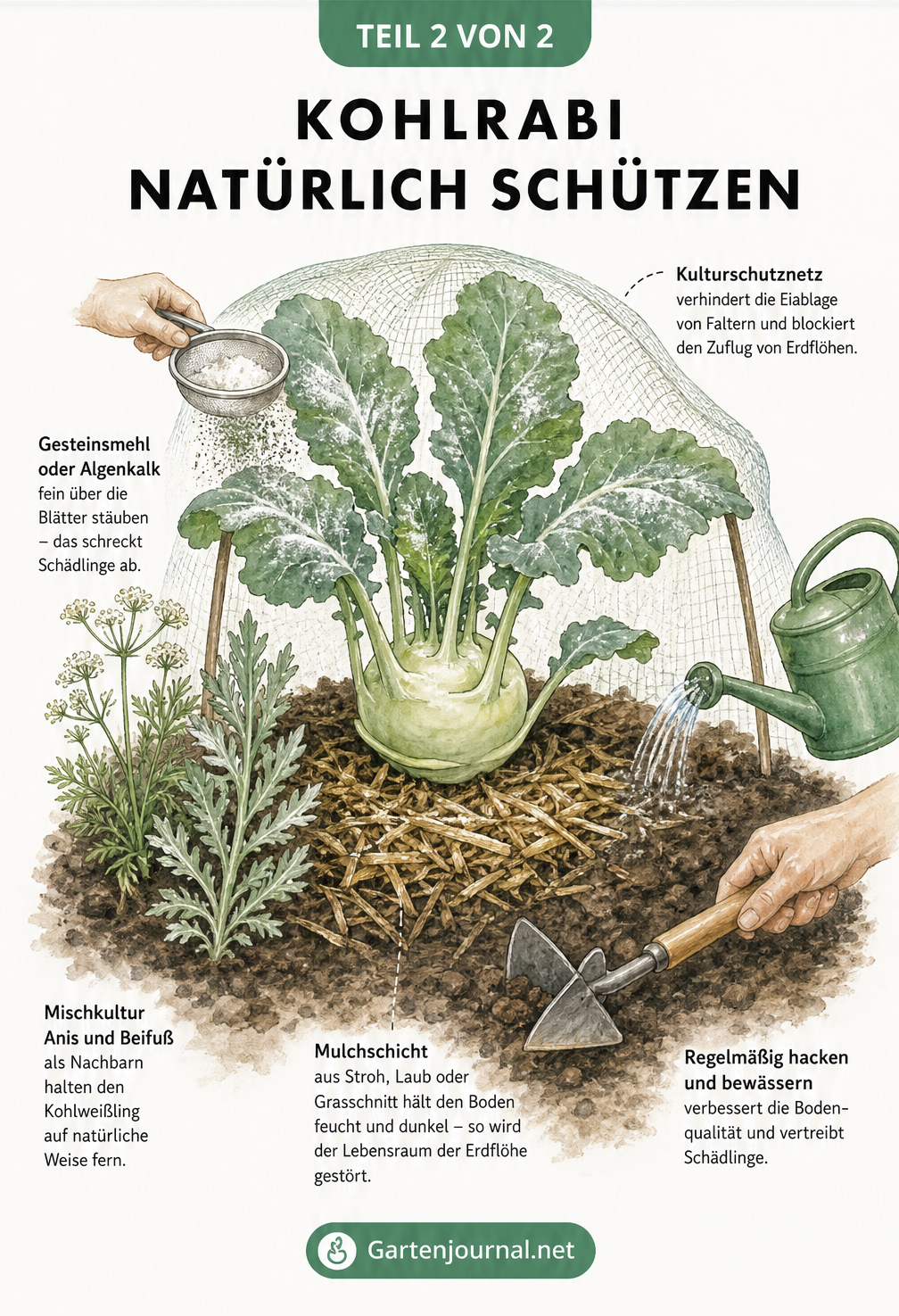 Querschnitt eines Gartenbeets mit Kohlrabipflanze und natürlichen Schutzmaßnahmen wie Kulturschutznetz und Mulch