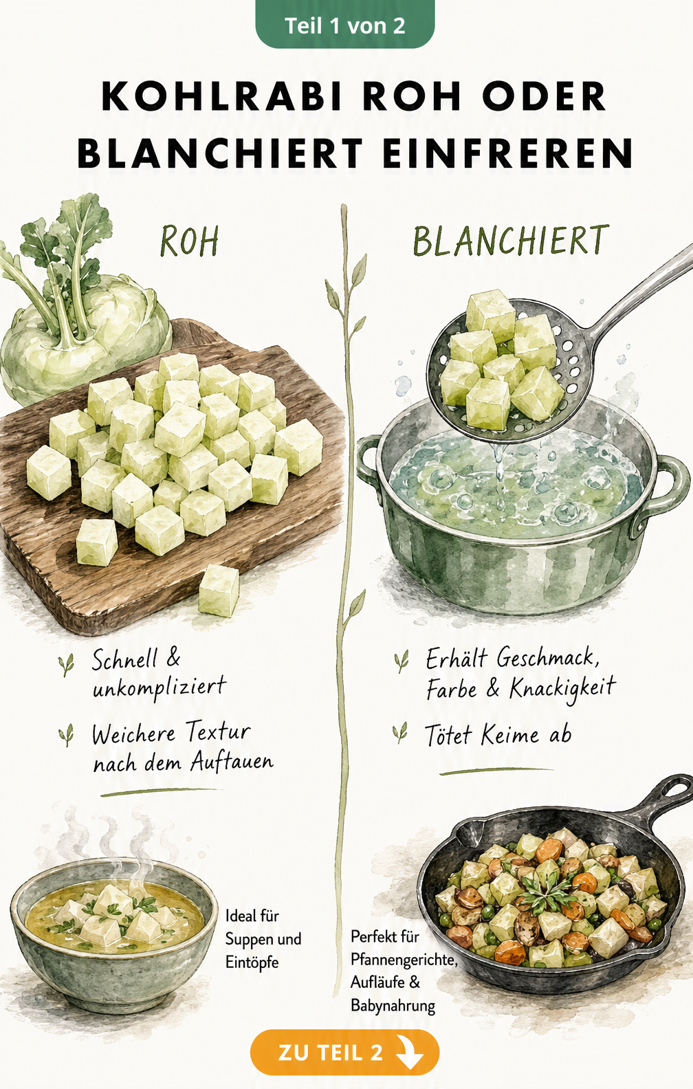 Illustration eines Kohlrabis, der roh oder blanchiert eingefroren wird, mit Vor- und Nachteilen