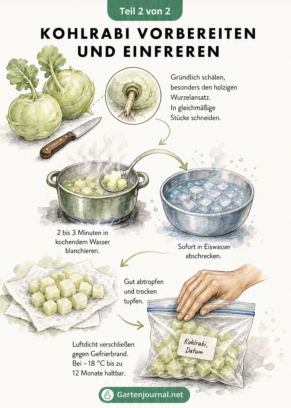 Schritt-für-Schritt-Illustration zum Vorbereiten und Einfrieren von Kohlrabi