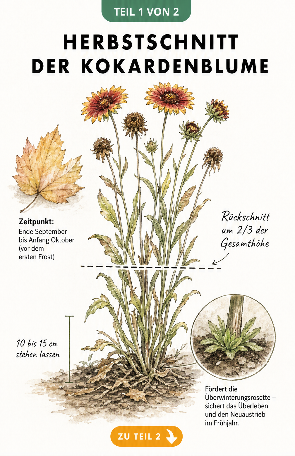 Botanische Illustration einer Kokardenblume im Spätsommer mit Schnittlinie für den Herbstschnitt