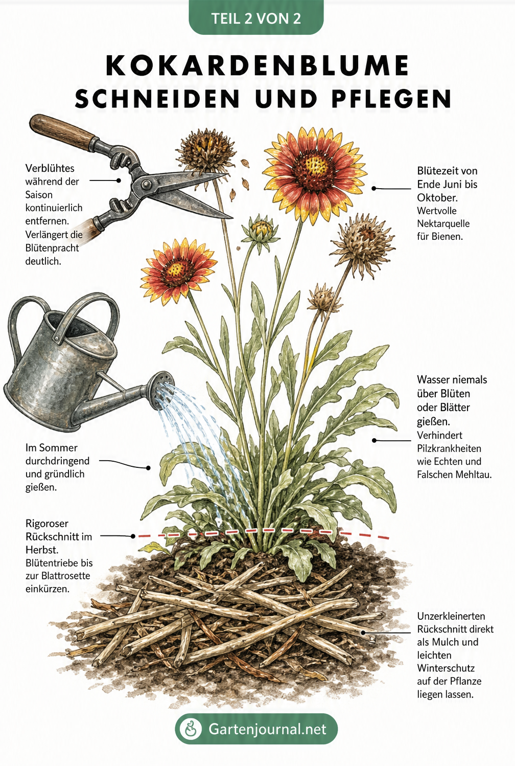 Pflege der Kokardenblume mit Gartenschere beim Rückschnitt und Gießkanne am Boden