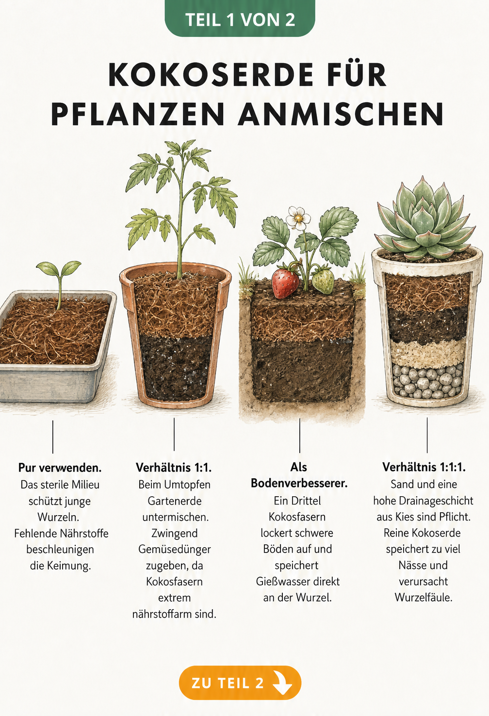 Querschnitt durch vier Pflanzgefäße mit unterschiedlichen Kokoserde-Mischungen für Anzucht, Gemüse, Gartenbeet und Sukkulenten.