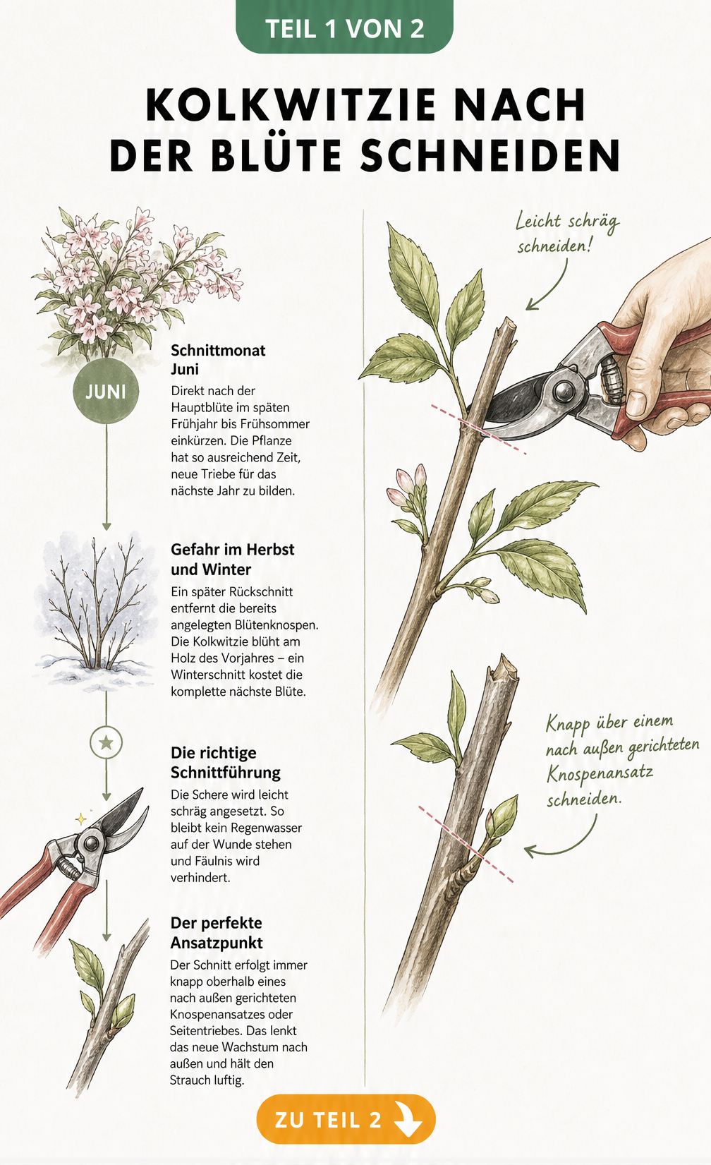 Zeitstrahl und Schnittführung beim Schneiden der Kolkwitzie nach der Blüte im Juni