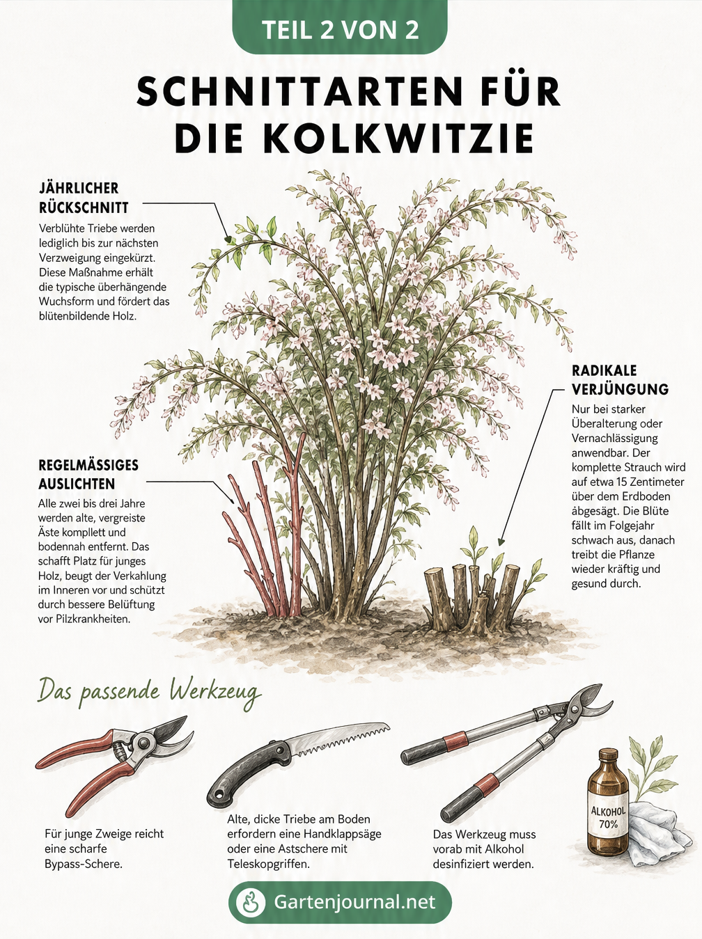 Illustration eines Kolkwitzien-Strauches mit Markierungen für jährlichen Rückschnitt, Auslichten und Verjüngungsschnitt