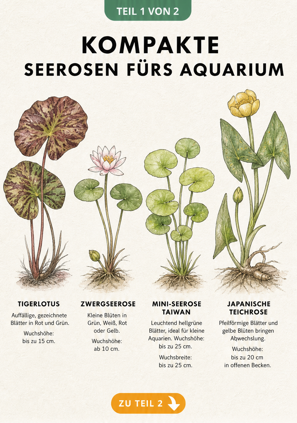 Handgezeichnete botanische Tafel mit vier kompakten Seerosenarten für das Aquarium, darunter Tigerlotus und Zwergseerose, mit Angaben zu Wuchshöhe und Farbe.